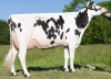 DOSE TAUREAU HIGHBORN - NFR6413432290 - 6684537