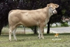 DOSE TAUREAU LEHEN - NFR6414365660 - 7989890