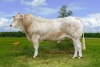 DOSE TAUREAU PALLAS - NFR6414648189 - 7996260
