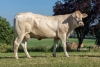 DOSE TAUREAU PALLAS - NFR6414648189 - 7996260