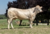 DOSE TAUREAU PALLAS - NFR6414648189 - 7996260