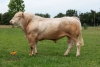 DOSE TAUREAU NARKO - NFR6414756075 - 7994279