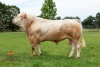 DOSE TAUREAU NARKO - NFR6414756075 - 7994279