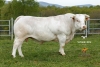DOSE TAUREAU OREX - NFR6414858229 - 9595339