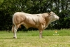 DOSE TAUREAU TARANIS - NFR6415121344 - 79A2464