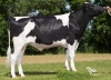 DOSE TAUREAU IBOS - NFR6510132290 - 6685965