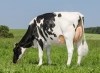 DOSE TAUREAU MY WAY - NFR6950902082 - 6691395