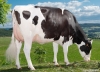 DOSE TAUREAU PAOMAYLON - NFR6951103296 - 6695770