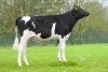 DOSE TAUREAU UROY - NFR6951303613 - 66A3165