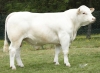 DOSE SEXEE FEM 90 TAUREAU RIO P - XFR7020257948 - 38A0051