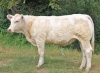 DOSE SEXEE FEM 90 TAUREAU RIO P - XFR7020257948 - 38A0051