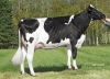 DOSE TAUREAU INUK - NFR7043514333 - 6685538