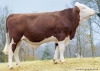 DOSE TAUREAU ROANNAIS - NFR7120200934 - 4697274