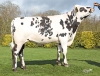 DOSE TAUREAU TATTOO - NFR7221890798 - 56A0538