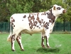 DOSE TAUREAU TALION - NFR7226971280 - 56A1358