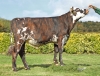 DOSE TAUREAU RABELAIS - NFR7233722674 - 5697296
