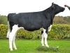 DOSE TAUREAU RAVANELLI - NFR7246651709 - 6696817