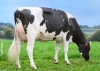 DOSE TAUREAU RAVANELLI - NFR7246651709 - 6696817