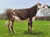DOSE TAUREAU JITAN - NFR7252130946 - 5688145
