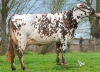 DOSE TAUREAU MELOMANE - NFR7252131053 - 5691365