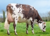 DOSE TAUREAU NAVIDAD - NFR7252131133 - 5692981