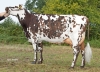 DOSE TAUREAU RINGMAN - NFR7252131288 - 5697297