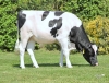 DOSE TAUREAU RIFAYE RF - NFR7253843286 - 6696289