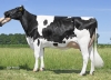 DOSE TAUREAU RIFAYE RF - NFR7253843286 - 6696289
