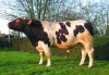 DOSE TAUREAU COUCOU - NFR7256660471 - 4175377