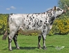 DOSE TAUREAU OSTENDAL - NFR7257272457 - 5694913
