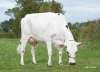 DOSE TAUREAU OSTENDAL - NFR7257272457 - 5694913