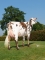 DOSE TAUREAU OSTENDAL - NFR7257272457 - 5694913