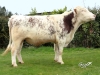 DOSE TAUREAU HINDOU - NFR7257407889 - 8885373