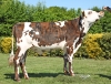DOSE TAUREAU SUBLIME - NFR7257590748 - 5698556