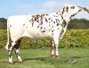 DOSE SEXEE FEM 90 TAUREAU RASPOUTINE - XFR7261181897 - 5697298