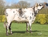 DOSE TAUREAU SEYCHELLES - NFR7261181992 - 56A0385