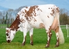 DOSE TAUREAU SEYCHELLES - NFR7261181992 - 56A0385