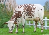 DOSE TAUREAU URUGUAY - NFR7261182093 - 56A1831