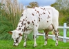 DOSE TAUREAU URUGUAY - NFR7261182093 - 56A1831