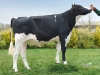 DOSE TAUREAU NACASH - NFR7261295251 - 6693020