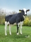 DOSE TAUREAU NACASH - NFR7261295251 - 6693020