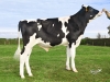 DOSE TAUREAU NEIL PP RF - NFR7262955840 - 6692815