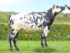 DOSE TAUREAU SOLARIUM - NFR7266591934 - 5698864
