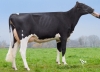 DOSE TAUREAU MILKY - NFR7273482131 - 6691324