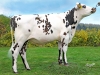 DOSE TAUREAU NACRE - NFR7275301218 - 5692914