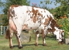 DOSE TAUREAU NACRE - NFR7275301218 - 5692914