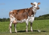 DOSE TAUREAU NACRE - NFR7275301218 - 5692914