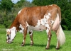 DOSE FERTIMAX REQUIEM - FFR7275301418 - 5696600