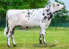 DOSE TAUREAU VOLUPTO - NFR7275301754 - 56A3573