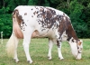 DOSE TAUREAU VOLUPTO - NFR7275301754 - 56A3573